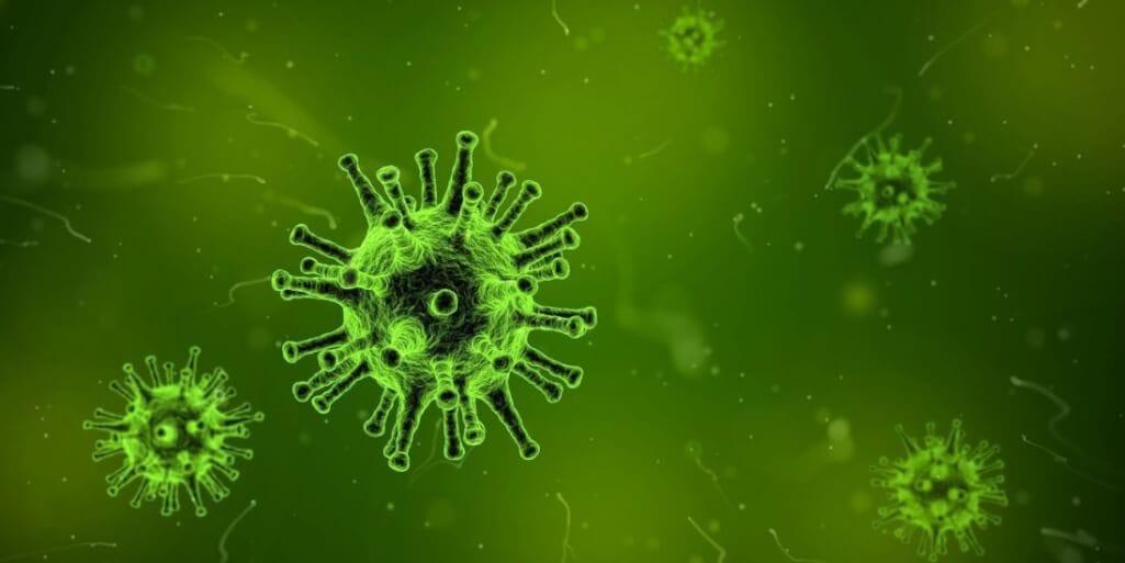 The World Health Organization ratifies animal origin of the coronavirus