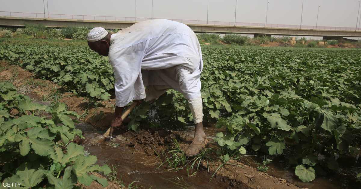 War is eating away at the backbone of Sudan's economy... and disaster is feared