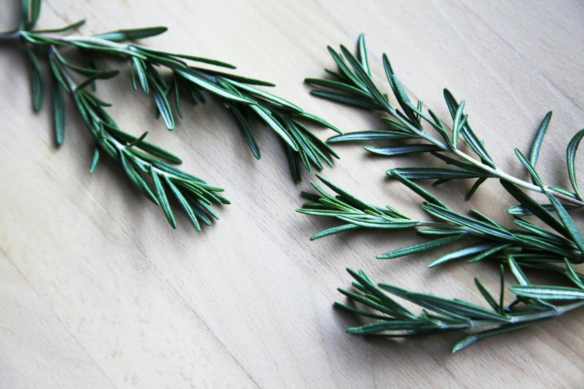 Rosemary-Herbal Antibiotics Fighting Infections Naturally