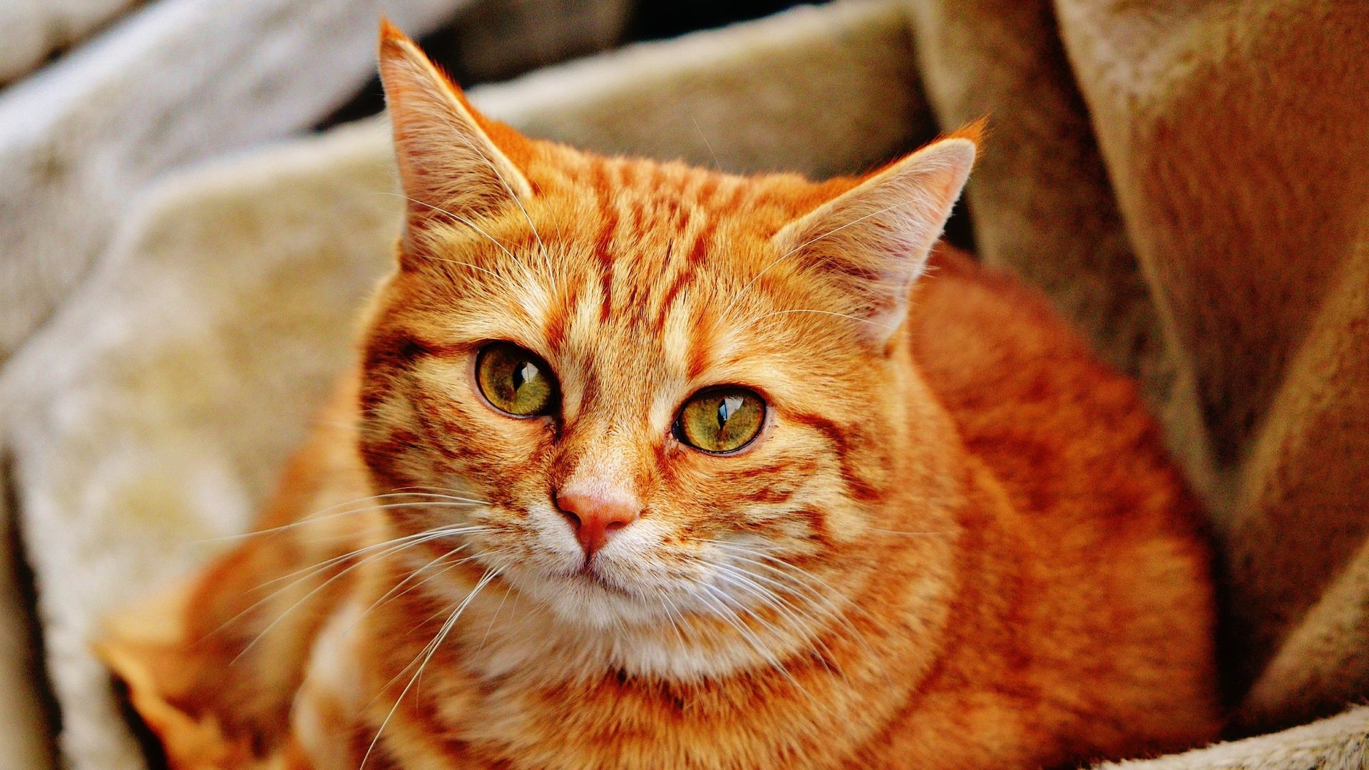 Veterinarian Galkin called the advantages of garden cats over thoroughbreds