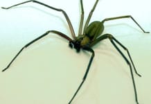 A poisonous Chilean hermit spider is spreading in Germany


