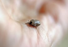 The Rospotrebnadzor of the Kaliningrad region spoke about the prevention of tick infections

