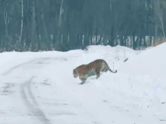 A resident of Primorye was sentenced for a fake on a tiger