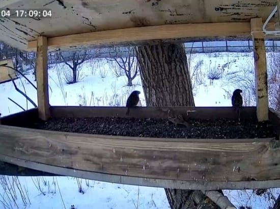 CCTV camera installed at Tambov Birds of Prey Center