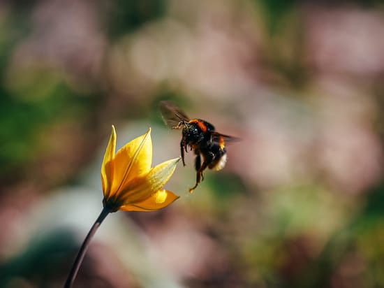 Radiant day: these zodiac signs will follow one another on April 19