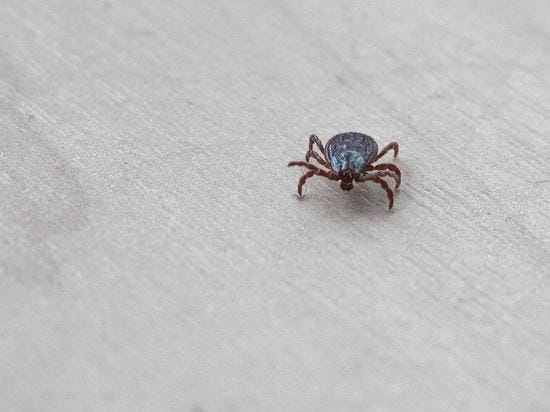 The doctor talked about common misconceptions about ticks