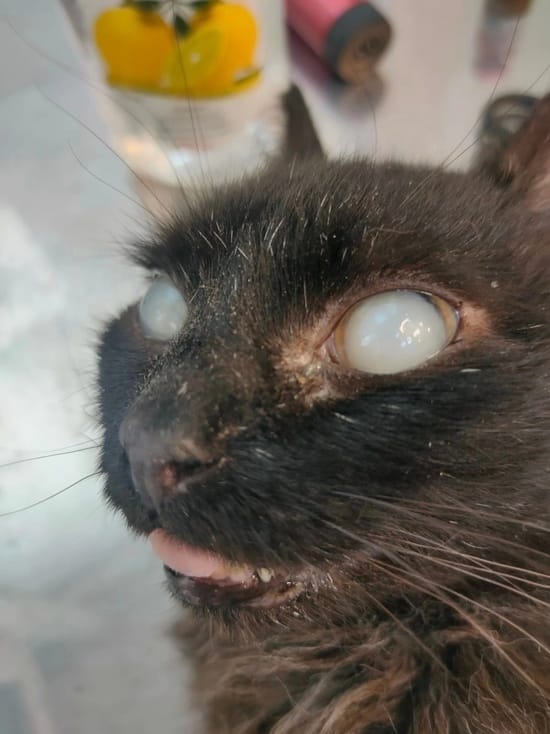 In Kirov, a veterinarian saved a homeless cat Venya from blindness