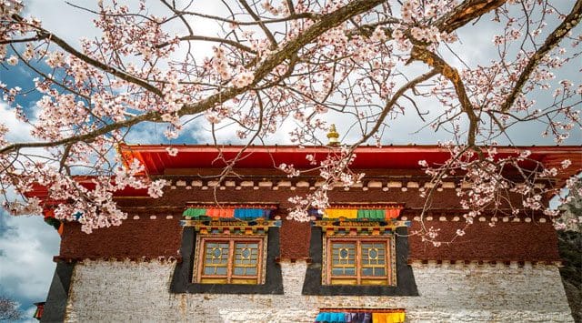 The "peach blossom economy" flourishes splendidly in Nyingchi