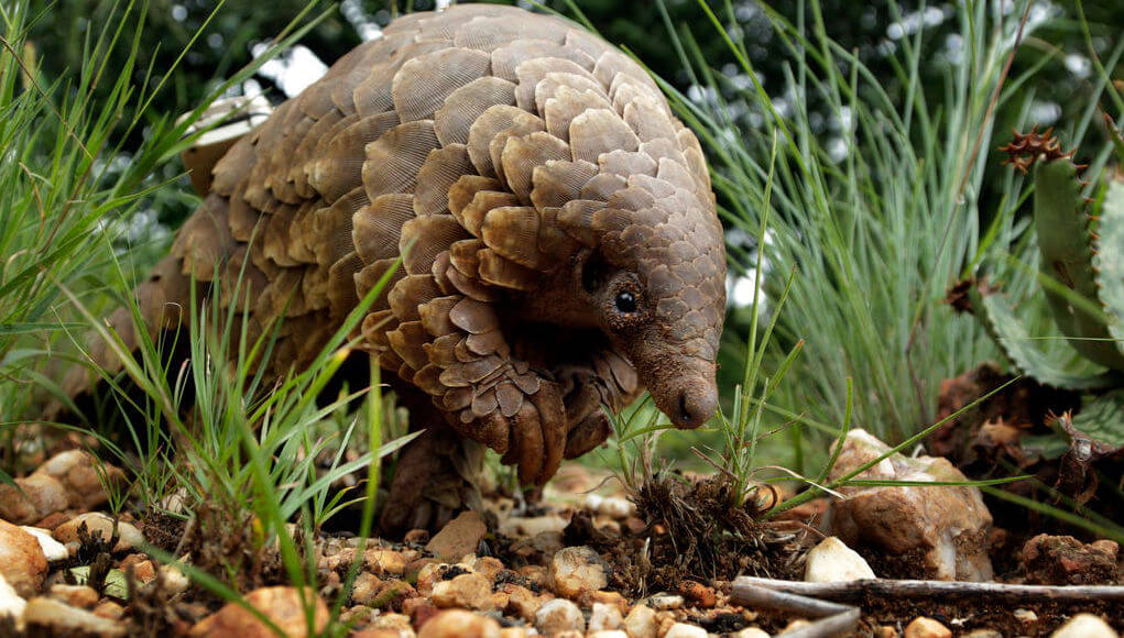 In China, the pangolins assigned the highest level of protection