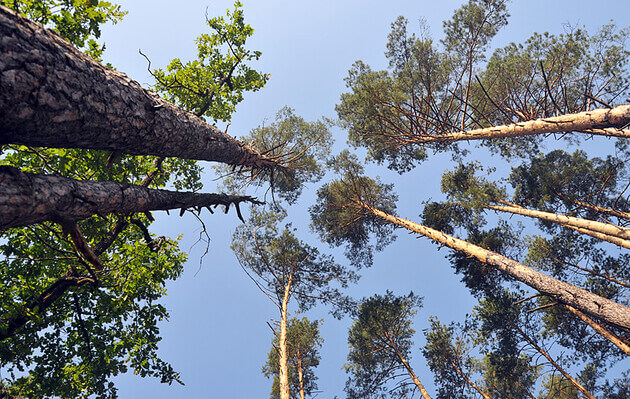 Scientists want to use trees to find bodies of people missing in the forest