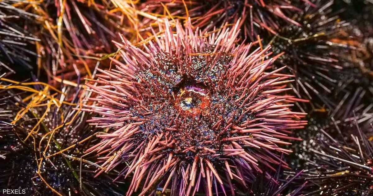 An outbreak in the Red Sea is 'very dangerous'...and it's harming coral reefs

