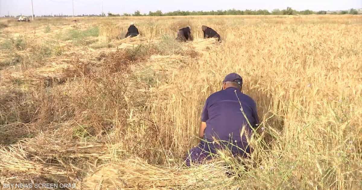 Gaza farmers harvest wheat and barley season at average production rates


