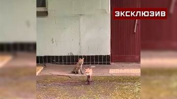 The inhabitants of Troparevo are looking for the killer of foxes