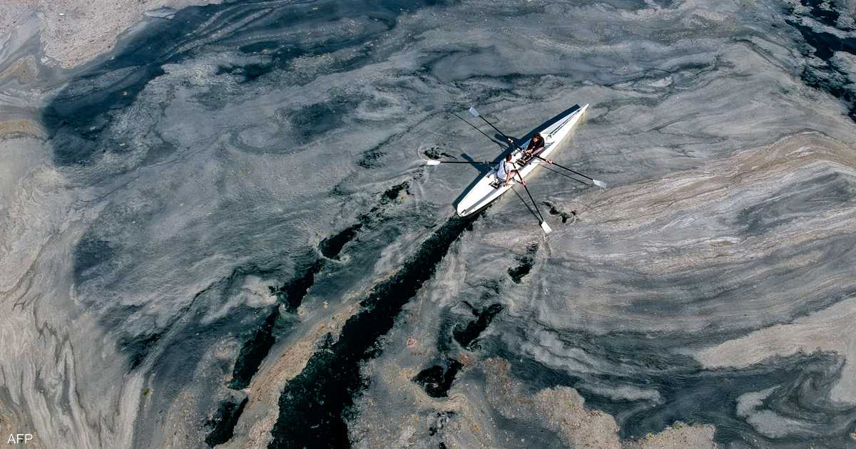 What is phytoplankton and how is climate change stealing color from the oceans?

