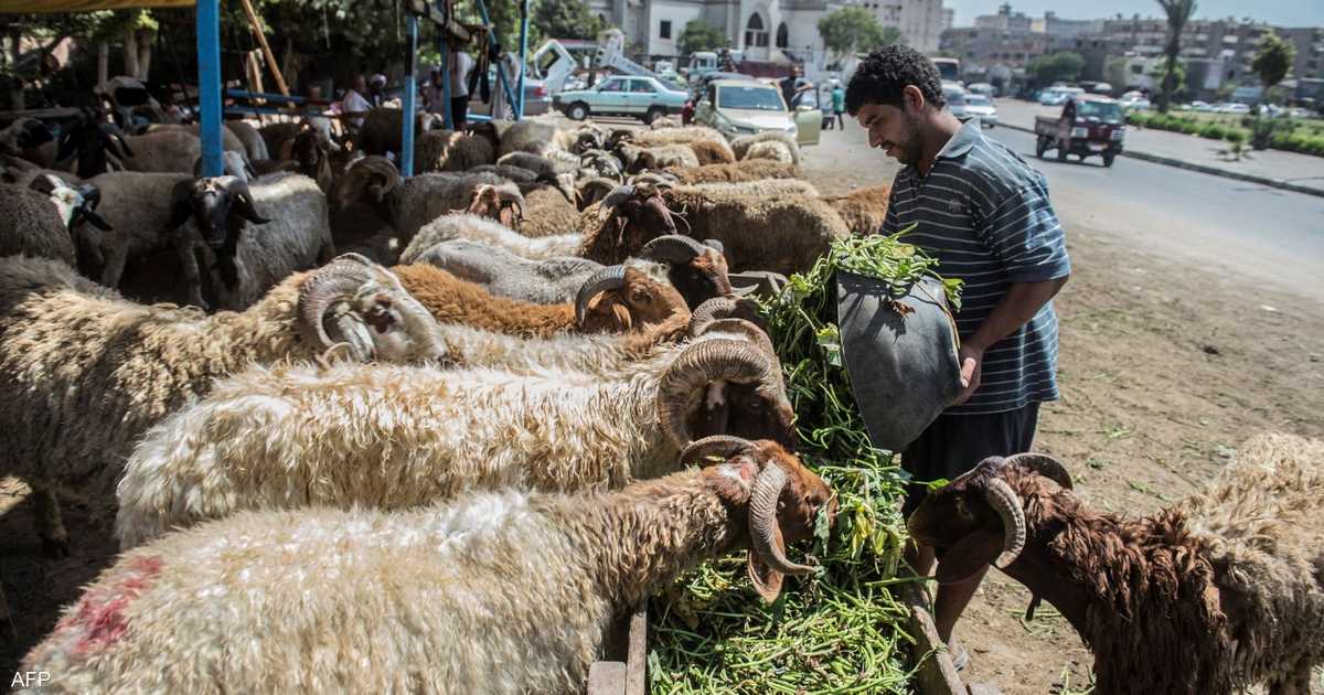 Demand for Eid Sacrifices Diminished in Egypt...and the Government Intervened

