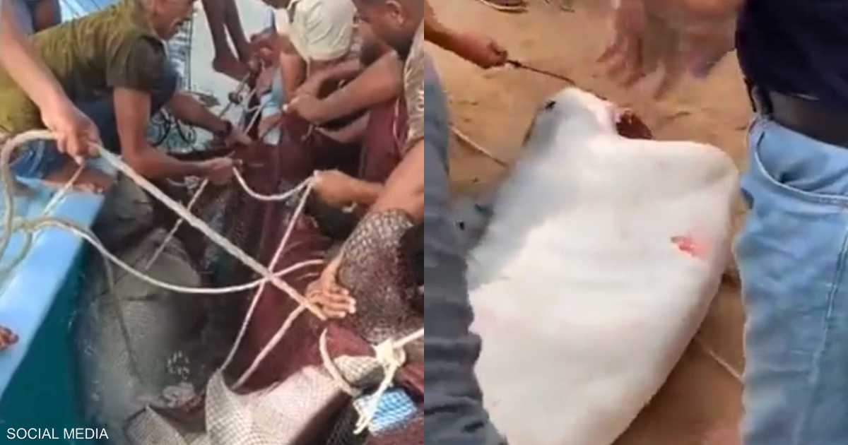 In detail.. Why did the Egyptian authorities decide to hunt the "killer shark"?

