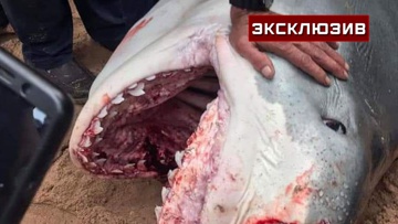 The diver called the reasons why the oceanic shark can attack a person