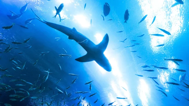 The oceanologist explained the reason for the attack of a shark on a man in Egypt

